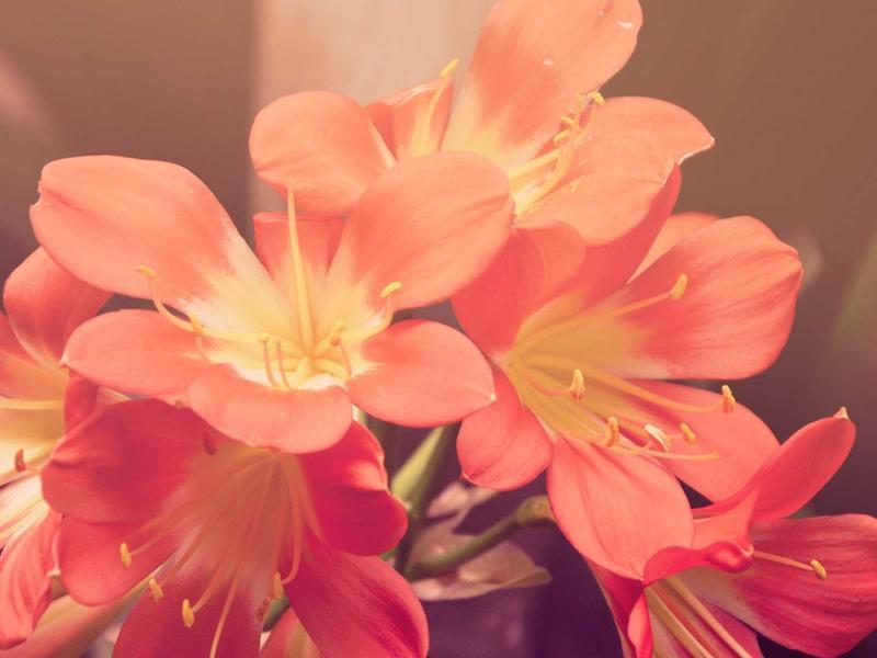 حقائق عن متلازمة داون